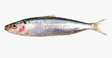 C:\Users\karthika\Desktop\fish.jpg