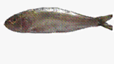 C:\Users\karthika\Desktop\Fishes\mathi.jpg