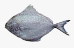 C:\Users\karthika\Desktop\Fishes\pomfret.jpg