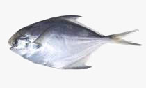 C:\Users\karthika\Desktop\Fishes\silver pomfret.jpg