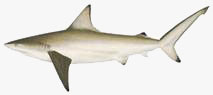 C:\Users\karthika\Desktop\Fishes\white cheek shark.jpg