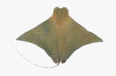 C:\Users\karthika\Desktop\Fishes\javanese cow nose ray.jpg