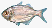 C:\Users\karthika\Desktop\Fishes\parava.jpg