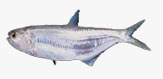 C:\Users\karthika\Desktop\Fishes\white sardine.jpg