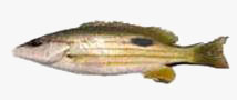 C:\Users\karthika\Desktop\Fishes\black spot snapper.jpg