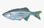 C:\Users\karthika\Desktop\Fishes\danio.jpg