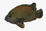 C:\Users\karthika\Desktop\Fishes\pristolepis.jpg